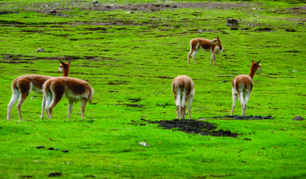 Granja de Porcón